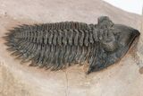 Kettneraspis & Metacanthina Trilobite Association - Lghaft, Morocco #210292-8